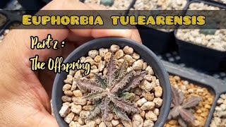 Euphorbia tulearensis Part 2  The offspring [upl. by Prevot127]