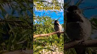 ❤️Chirpy Vids A Good Day Chirp Chat 🍋lemonjoe [upl. by Lanie848]