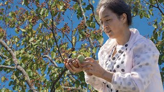 惊喜，我在同一个地方发现了两种几十年没有见过的水果【乡野莲姐XiangYe Lianjie】 [upl. by Yremogtnom535]