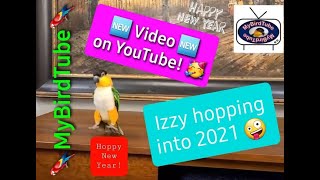 Izzy the Caique jumping into 2021 [upl. by Edaw]