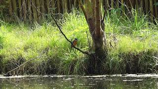 2024 09 22 IJsvogeltje in ruste Kingfisher at rest [upl. by Eannej]