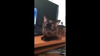 Бурманская кошка  Burmese cat [upl. by Ahsyt68]