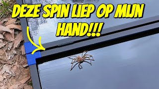 ER KRUIPT EEN DIKKE SPIN OVER MIJN HAND 260 [upl. by Eiggam]