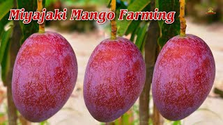 Miyazaki Mango Farming  world ka expensive Mango Hai  9734307077 plant Available [upl. by Nugesulo615]