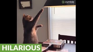 Cat sits like prairie dog to inspect lampshade [upl. by Durning]