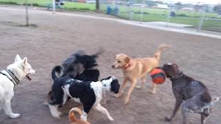 Ball Aggressive German Shepherd Gets Trolled At Dog Park [upl. by Eelatsyrc882]