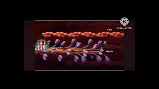 sarcomere structure and its function part 3 [upl. by Xenophon]