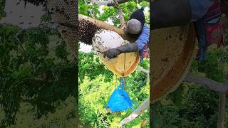 Pure Nature Wild Honey Tree Bee Yummy ASMR Honeycombs Shorts 215 short bee nature treebee asmr [upl. by Ahsitil]