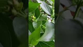 harsingar plant benefitsytshortsshortsshortsviraltrendingviralgradeningtips harsingarflowers [upl. by Akemal]