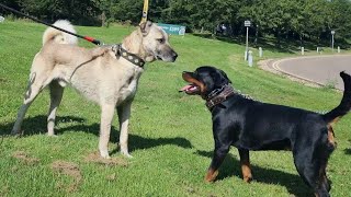 KANGAL MEETS ROTTWEILER  KANGAL ROTTWEILERLE BULUŞTU [upl. by Vanzant308]