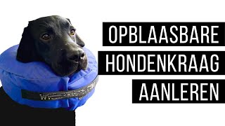 Basisvaardigheden voor de hond een medische hondenkraag dragen  Kip Aflevering 24 [upl. by Yelsnik]