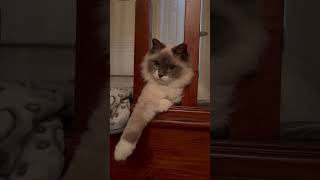 Cute Ragdoll kitten playing 🥰 ragdollkittens funnykitten catlover prettykitten [upl. by Ahsienyt]