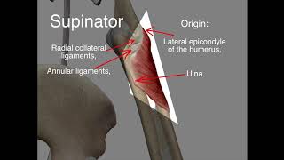 Supinator  Origin amp Insertion [upl. by Durning511]