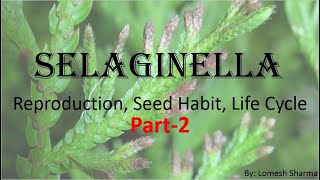 Selaginella Reproduction Seed Habit and Life Cycle [upl. by Wie384]