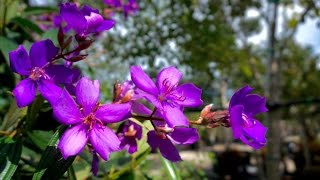 Tibouchina granulosaFlowering Tree for sale in South Florida [upl. by Kennie854]