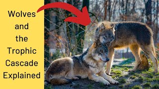 Trophic Cascade the importance of WOLVES for the Ecosystem [upl. by Akimik962]