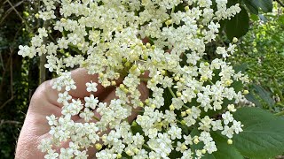 Elderflower Champine Recipe 🍾🌲 [upl. by Yentihw]