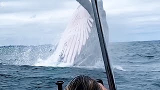 Giant Whale Jumps Out Of Nowhere  Incredibly Close Whale Encounters [upl. by Goggin]