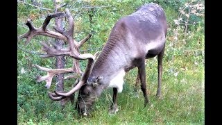 Reindeer  Mikko Alatalo  Nunnuka Lailaa Kittilä Finland 2015 [upl. by Mareah]