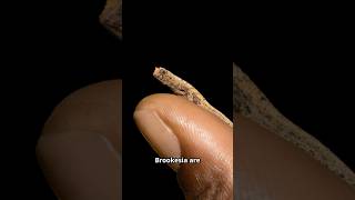 Brookesia The Tiniest Chameleon You’ve Never Seen animals facts [upl. by Notsuh14]