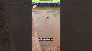 क्रेन वाले भईया की हिम्मत रँग लाई 🙏 animal animals animallover animalrescue cow [upl. by Bev116]