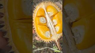 Panen durian kalimantan buah lai durian panen durianindonesia buah buahbuahan shortsvideo [upl. by Solakcin]