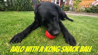 Arlo the Black Labrador with a Kong [upl. by Llen]