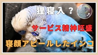 【驚き！】インコが寝ながらポーズ夢でも見てるの！？ [upl. by Wareing645]