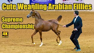 Cute Arabian Horses  Weanling Fillies Supreme Champ  Arabian National Breeder Finals [upl. by Tterag]