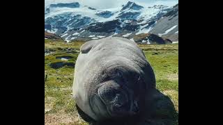 Elephant Seal Sneezes [upl. by Yzus]