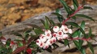 ⟹ Snow Berry Gaultheria hispida DONT BUY IT THEY DONT SPROUT Berry [upl. by Acilgna]