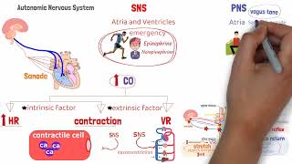 المحاضرة 6 كورس الفيسيولوجي Physiology CVS Lecture  6   cardiac output  SV  EDV  ESV [upl. by Gaidano]