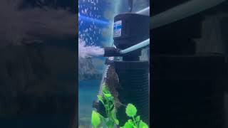 pleco fish 🐊 plecofish pleco shortsfeed shortvideo aquariumfish [upl. by Akerboom]