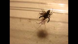 House Centipede vs Spider [upl. by Karoly]