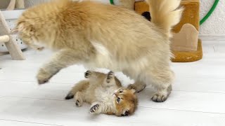 Brave kitten Leo fights off a cat attack [upl. by Aicilihp]