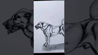 como dibujar un perro kangal turco [upl. by Aivata952]