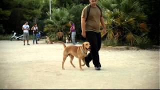 Εκπαιδευση σκυλων  Υπακοη χωρις λουρι Labrador  k9traininggr [upl. by Aij]