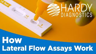 How Lateral Flow Assays Work [upl. by Griggs]