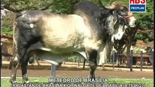 Meteoro de Brasília Gir Leiteiro  ABS Pecplan [upl. by Retsevlys]