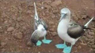 Blue Footed Booby Mating Dance [upl. by Edwine890]