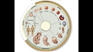 HISTORY OF EMBRYOLOGY [upl. by Elga]