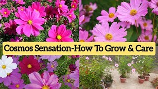 cosmos sensation को लगाकर कैसे करें देखभाल how to grow and care cosmos sensation [upl. by Sahpec]