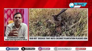 ‘Bud Rot’ disease that rots coconut plantation plagues Goa [upl. by Adnot]