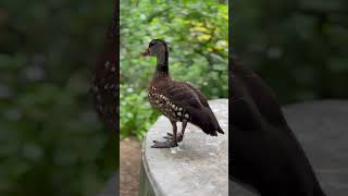 The spotted whistling duck Dendrocygna guttata is a member of the duck family Anatidae [upl. by Edniya790]