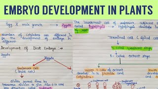 embryo development in plants  embryo development in dicot plants  plant embryo [upl. by Steen]