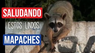 Que lindos mapaches 🦝 veracruz mapaches racoons nature [upl. by Arved]