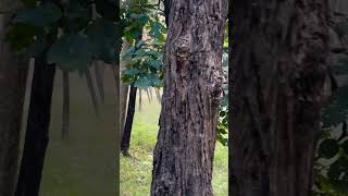 Turia gate pench tigress pench tigers nature shortvideo [upl. by Seditsira]