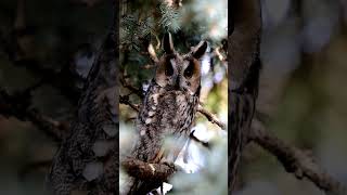 Erdei fülesbagoly Longeared owl owl birdslover nature wildlife birdphotography [upl. by Rosanna]