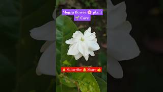 Jasmine or Mogra🌸flower plant Care shortvideo viralvideo flower flowerplant garden [upl. by Nadiya]