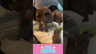 🎉 Pawsome News Sophie has been adopted 🥳 [upl. by Divadnahtanoj]